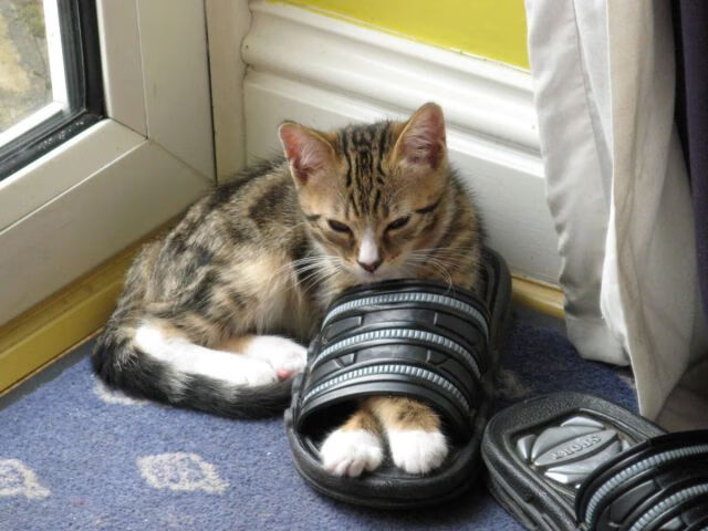 _猛龙奋勇争先，逐步逼近季后赛_，猛龙队最新消息