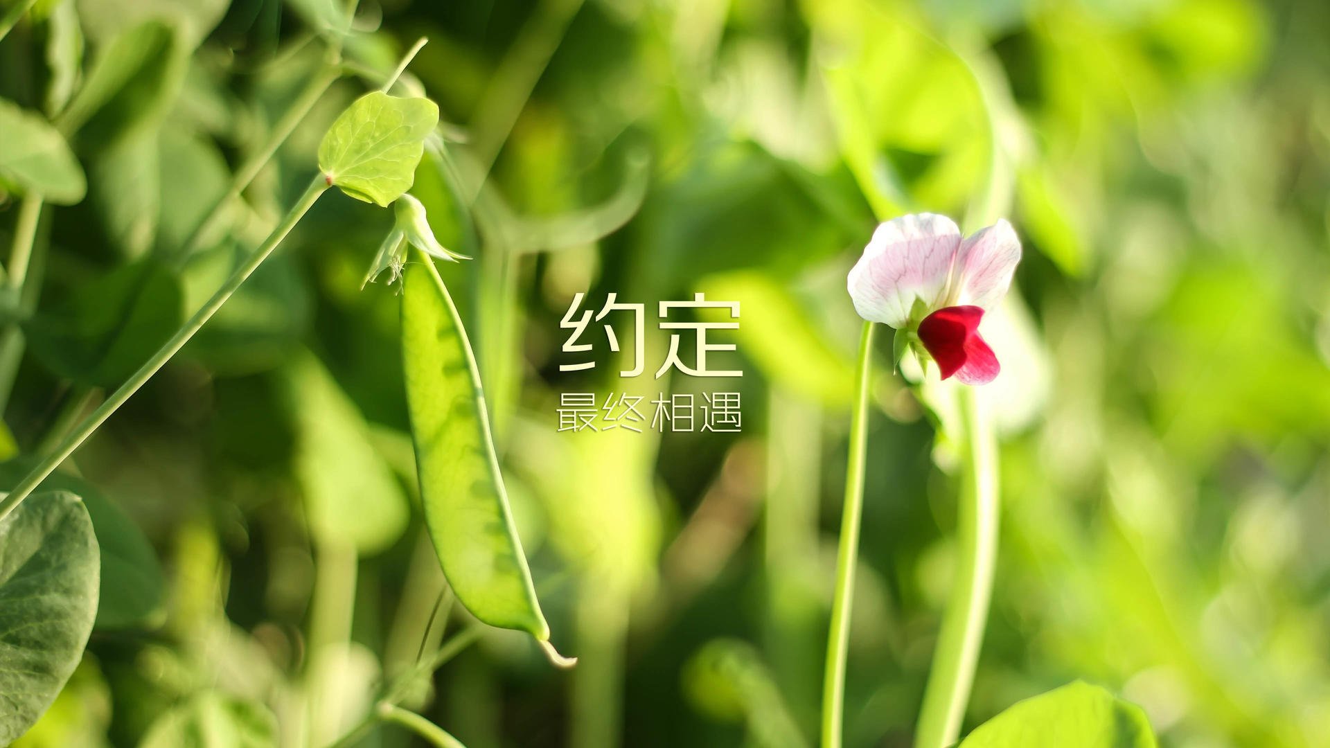 体育球队利用数据分析提升战术效率，球队数据统计app