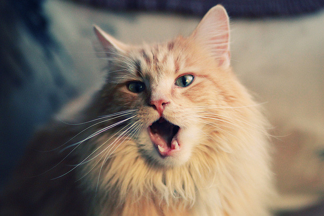 世俱杯足球赛事在线直播-亚冠联赛国足迎战 悬念持续升温，亚冠中国足球最新新闻