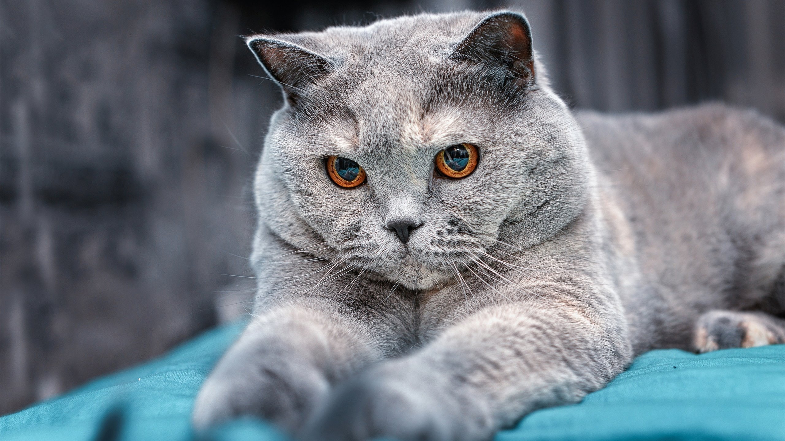 体育新闻中心主办体育数字版权保护法律论坛，体育法网